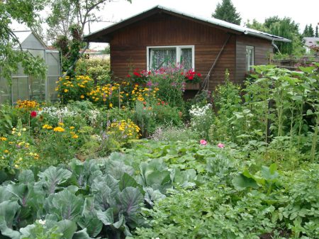 Ein klassischer Kleingarten mit allerlei Nutzpflanzen - Foto: Thomas Wagner BDG