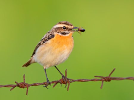 Deutschland hat einen neuen Vogel des Jahres: 2023 trägt das Braunkehlchen (Saxicola rubetra) den Titel. Foto: NABU/M. Schäf