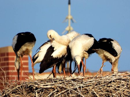 Die erfolgreiche Fünflingsbrut von Stehla. Die fünf Jungstörche sind inzwischen ausgeflogen.
Foto: Uwe Seidel