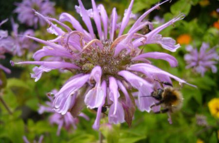 Monarde Blüte.jpgneu