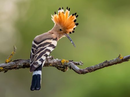 Der Wiedehopf ist der Vogel des Jahres 2022 - NABU/CEWE/Paul Gläser