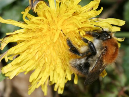 Die Ackerhummel - Foto: Helge May für NABU