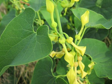 aristolochia-clematitis-848655_1280