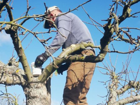 Ein Fachberater behandelt die Schnittstellen des Obstbaumes mit Wundverschluss.