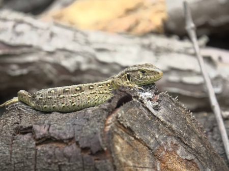 Im Totholzhaufen auf dem Biotop fanden sich bereits nach kurzer Zeit Erdkröte und Zauneidechse sowie
zahlreiche Insektenarten ein. Foto: Kevin Klein