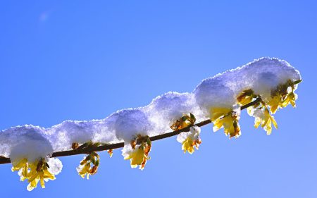 Wenn die Forsythie blüht, ist das ein sicheres Zeichen dafür, dass der Frühling einsetzt. 
Bild von jggrz auf Pixabay