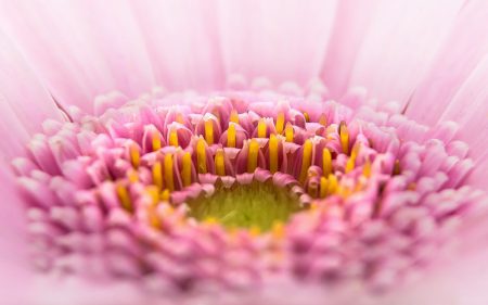 Die Gerbera wird immer gern an Valentinstag verschenkt.
Bild von Foto-Rabe auf Pixabay