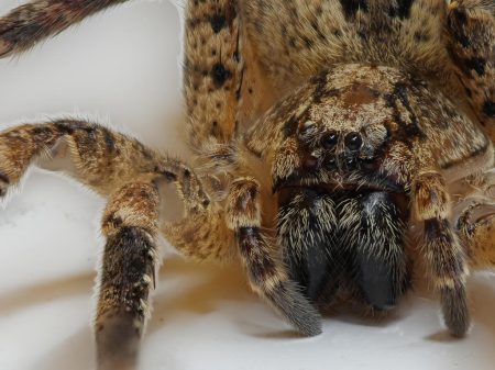 Die Nosferatu-Spinne wurde nun erstmalig in Leipzig nachgewiesen. Foto von Robert Klesser, Naturkundemuseum Leipzig