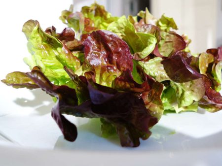 oak-leaf-lettuce-3450388_1280