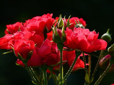 red-roses-4232_1280