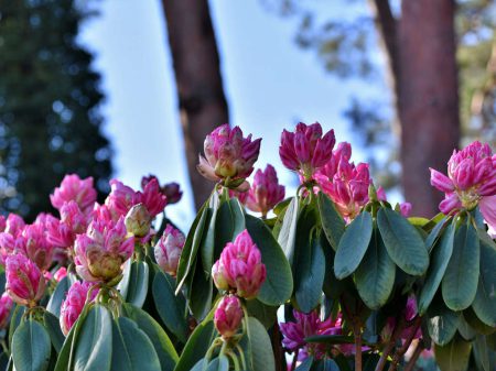 rhododendron-4945988_1280 (1)