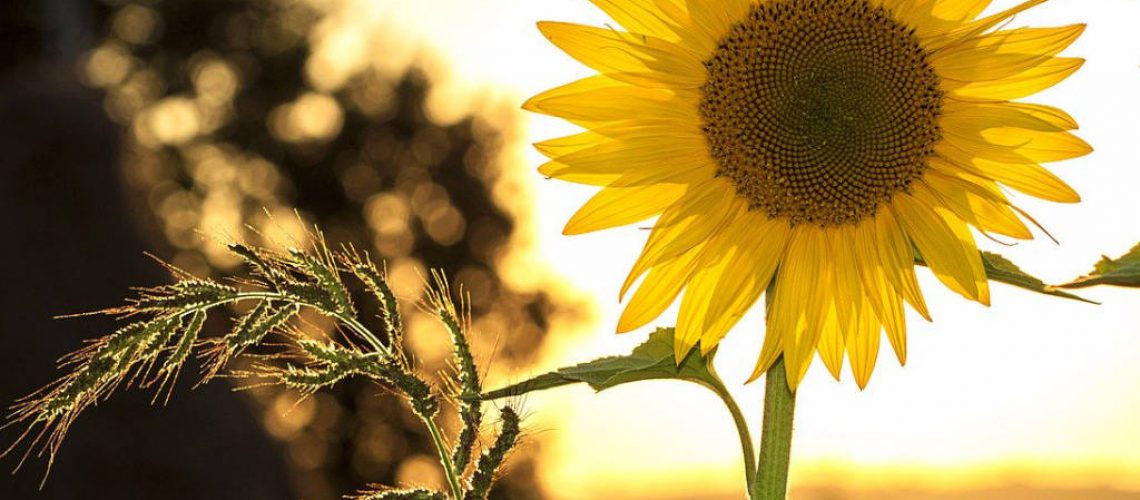 Über den Gartenzaun gefragt Gartenarbeit im Juni